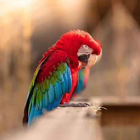 Apartment Zoo House Near Billund Legoland *