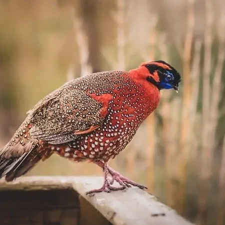 Zoo House Near Billund Legoland *