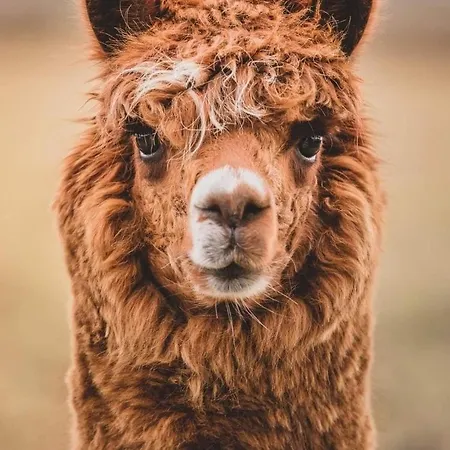 Zoo House Near Billund Legoland *