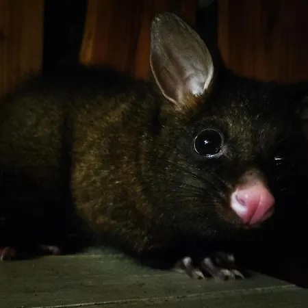 Zoo House Near Billund Legoland Apartment