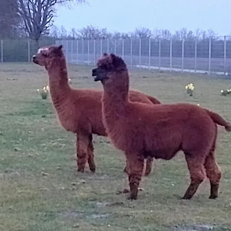 Apartamento Zoo House Near Billund Legoland Grindsted