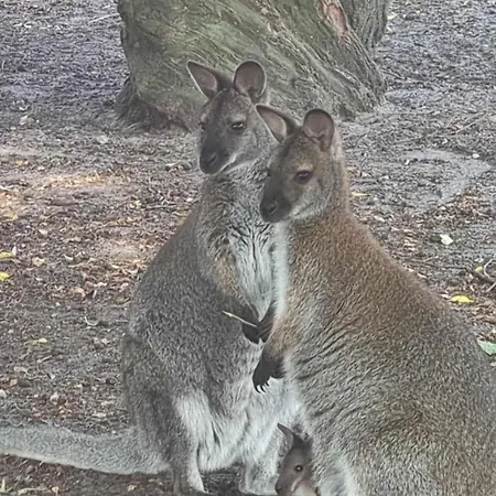 Zoo House Near Billund Legoland *