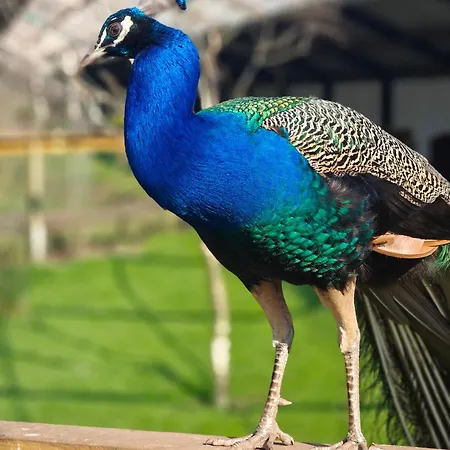 Zoo House Near Billund Legoland Grindsted